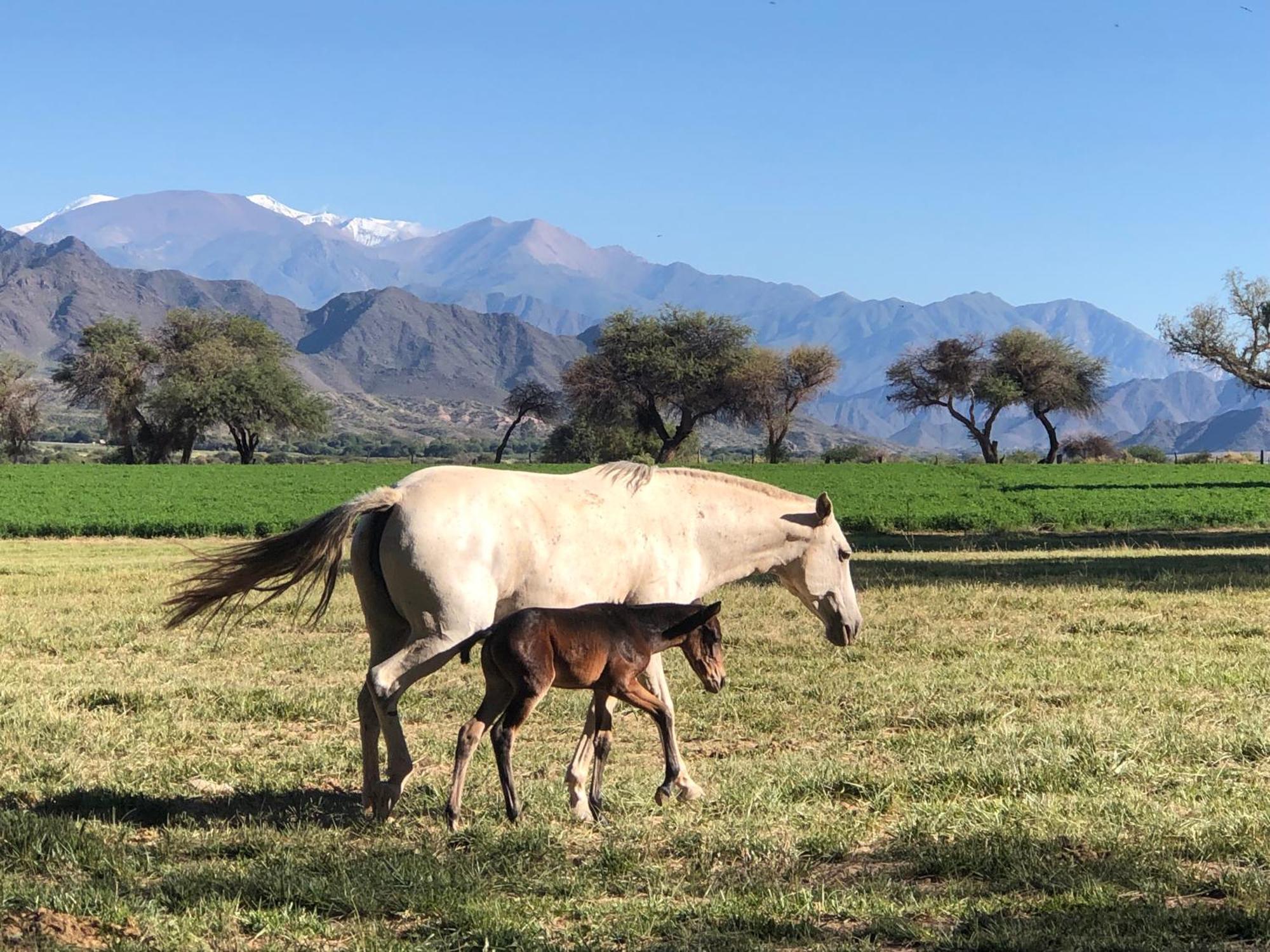 Estancia Banda Grande - Horse & Hiking Safaris Molinos Εξωτερικό φωτογραφία