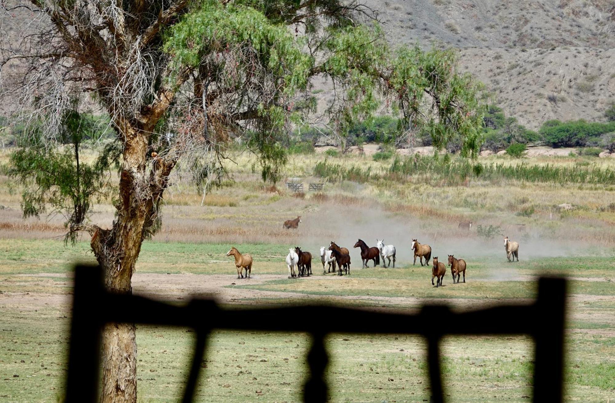 Estancia Banda Grande - Horse & Hiking Safaris Molinos Εξωτερικό φωτογραφία